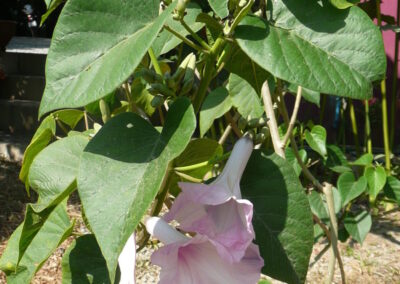 argyreia-campanulata_1-1