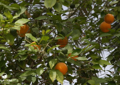 citrus_aurantium-855-leaves
