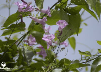 clytostoma_callistegioides-5091-blossom