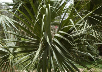 sabal-palmetto02
