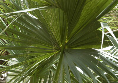 sabal-palmetto03