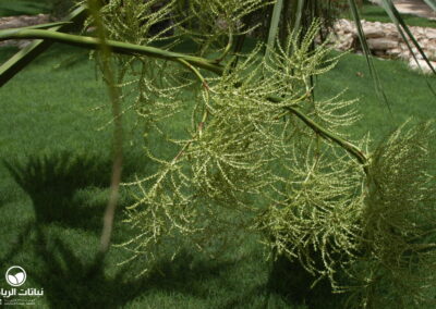 sabal-palmetto04