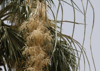 washingtonia-robusta13